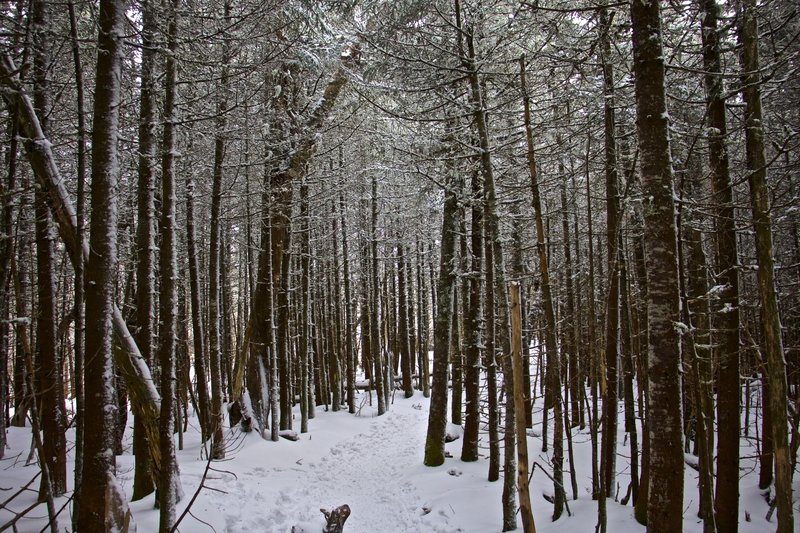 Trail leading to Mount Tom