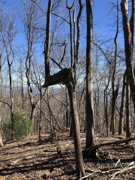 "Trail tree" on Rocky Mountain