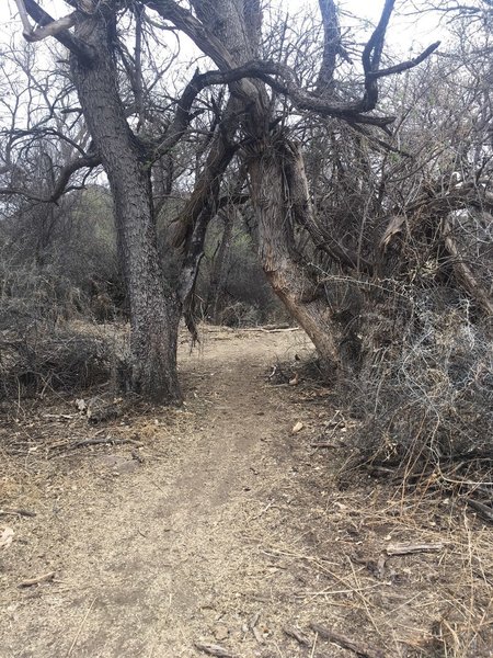 A stroll through the riparian zone filled with life.