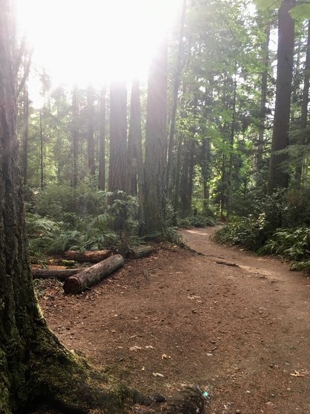 The dirt trail leading to Meadowdale Beach