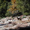 Forest residents near Tototngna Trail.