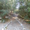 Half Knob Trail is mostly under oak and pine canopy.