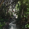 Typical canopy covered section of the Mount Cargill trail