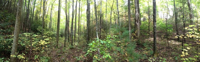 Climbing up to the AT. About halfway there on Chestnut Branch Trail.