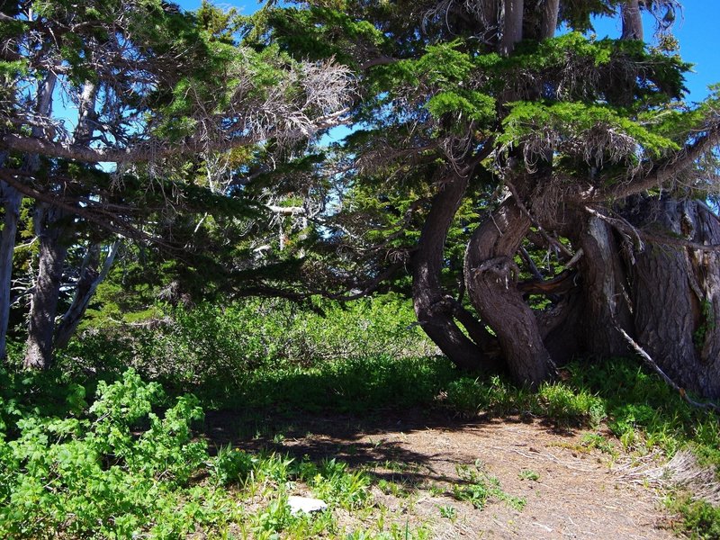 One of the campsites at 6,200 feet on Yocum Ridge