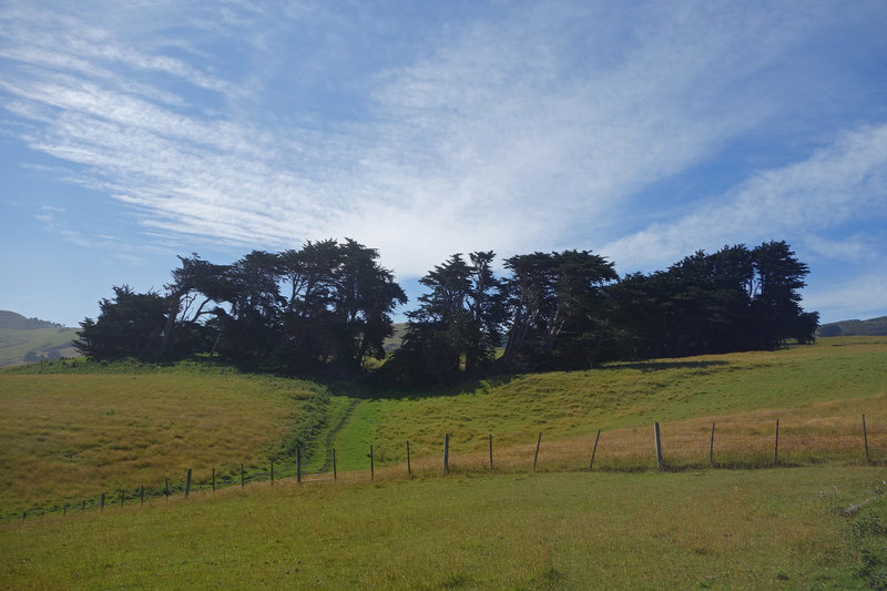 Pasture near Sandfly Bay