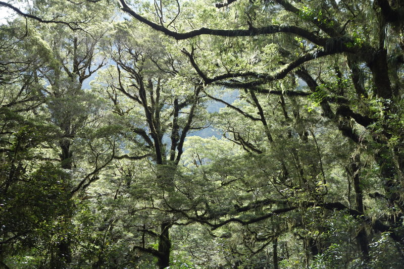 Forest canopy over The Chasm trail