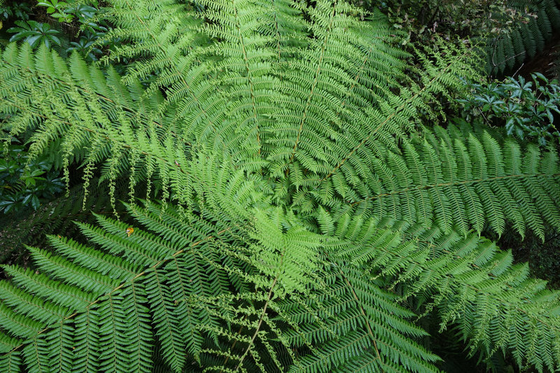 Silver fern (Cyathea dealbata)