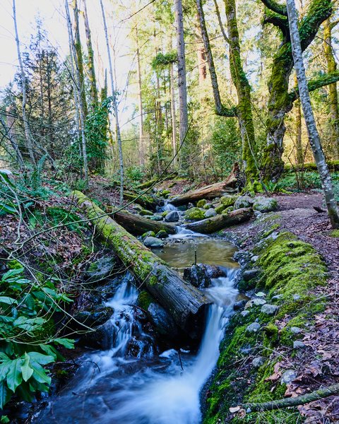 A nice little waterfall with a picnic table above it beside some whitewater await those who explore this city trail.