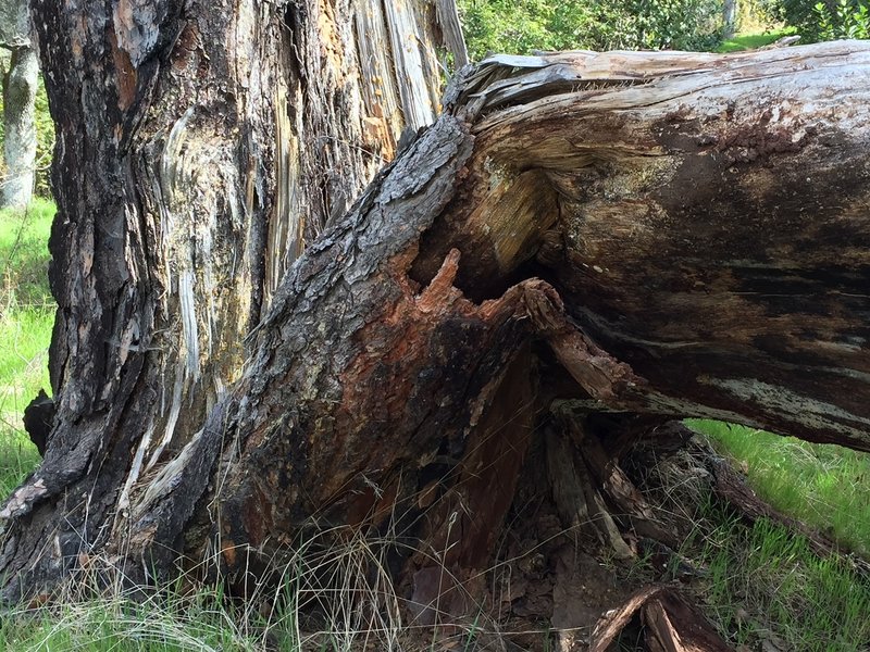 The overcast heightened the colors in the bark and sap of this old snag.