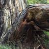 The overcast heightened the colors in the bark and sap of this old snag.