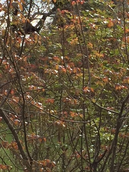 Poison Oak has leafed out from the warm days past—pretty to see but not to suffer from.