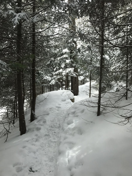 Lower portion of Hi Cannon Trail