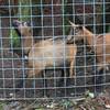 Say "hi" to the goats as you travel along the Cross Island Trail