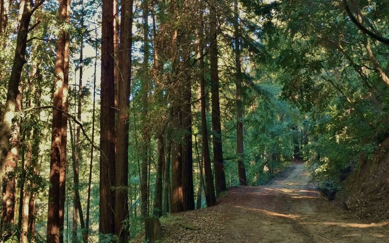 Hinckley Road runs along a steep, redwood-forested hillside with Hinckley Creek far below to the left in this picture.