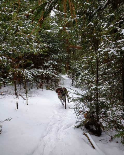 Great section of smaller snow covered pines on one of the awesome fast downhill sections.