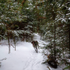 Great section of smaller snow covered pines on one of the awesome fast downhill sections.