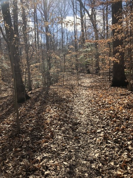 Fairly wide singletrack trails.