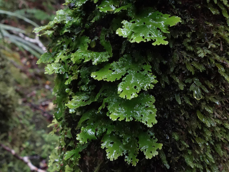 Green leaf covered tree along the Callery Gorge Trail