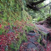 Christmas colors along the Alex Knob Track