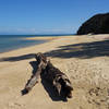 Driftwood at Apple Tree Bay