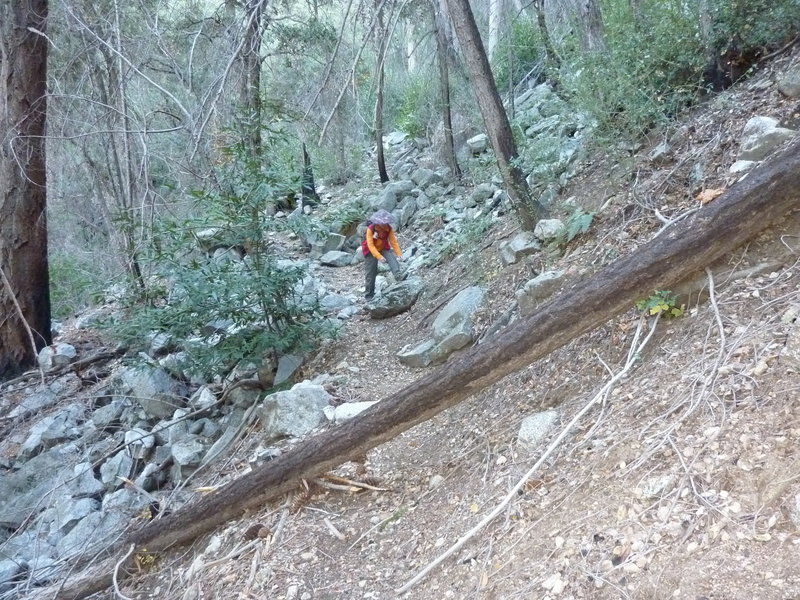 Tree issue typical on Kenyon Devore Trail