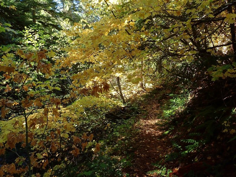 Fall colors along the Fish Lake Trail