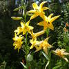 Lemon lillies at Little Jimmy Spring