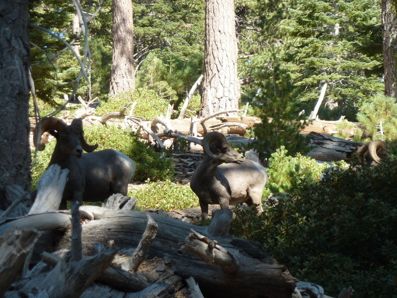 Nelson bighorn sheep near Icehouse Saddle