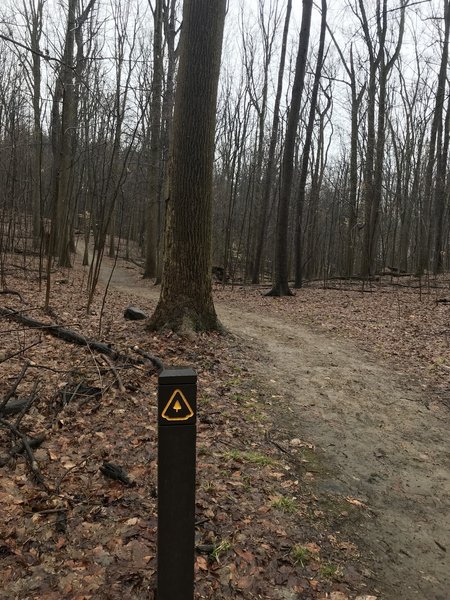 This is the trail marker for the Piney Woods Trail