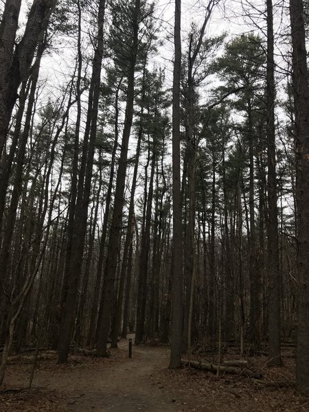 The trail's namesake...the "Piney Woods"