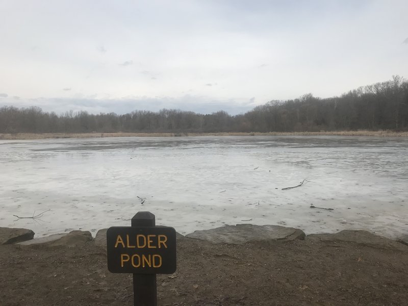 Alder Pond