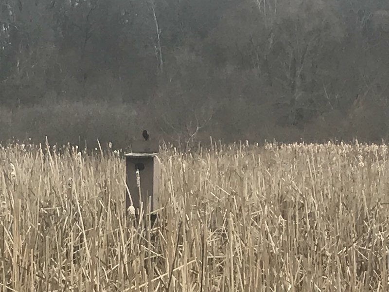 Bird and birdhouse in the wetland