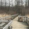 The other end of the walkway through the wetland