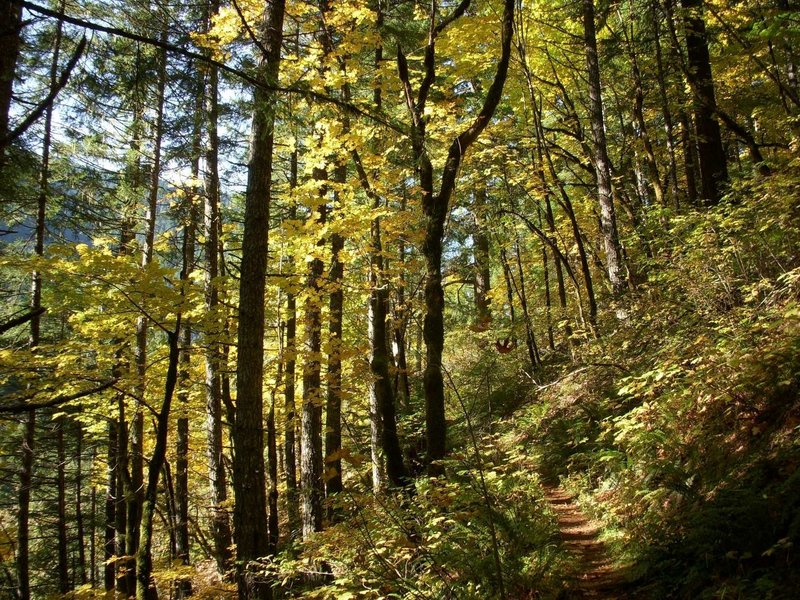 Fall colors along the Casey Creek Trail