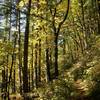 Fall colors along the Casey Creek Trail