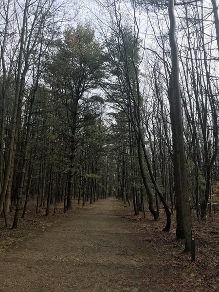 Heading through the pines