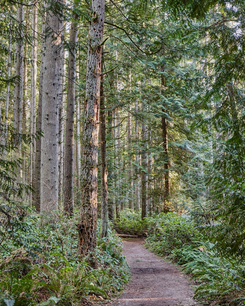 A set of trails which are surrounded on all sides by a thick forest of trees awaits day hikers at Bridle Trails.