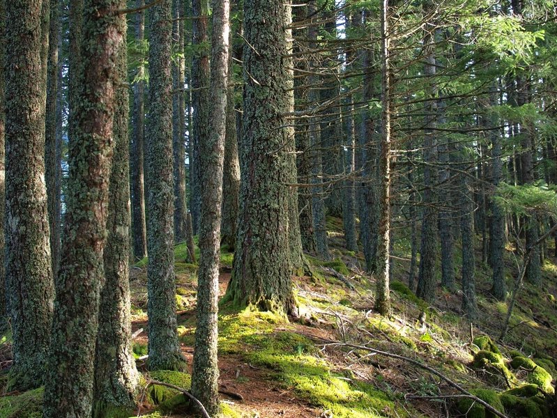 Along the Ruckel Ridge use trail