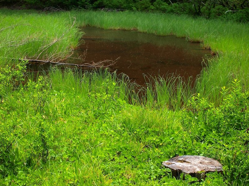 Near Thrush Pond - the trail is on cut logs