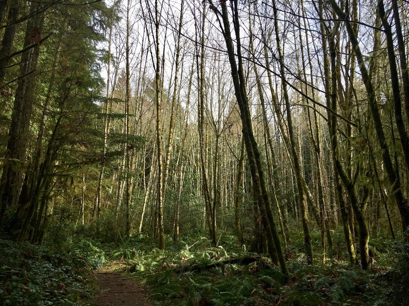 Neat section of moss covered white birches off of the Gazzam Loop Trail