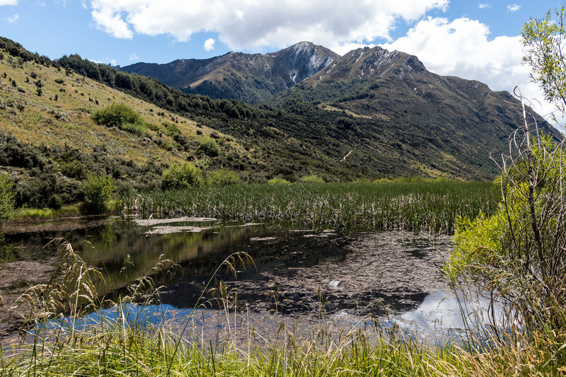 Reed at the southern shore of Lake Dispute with Mount Crichton in the background