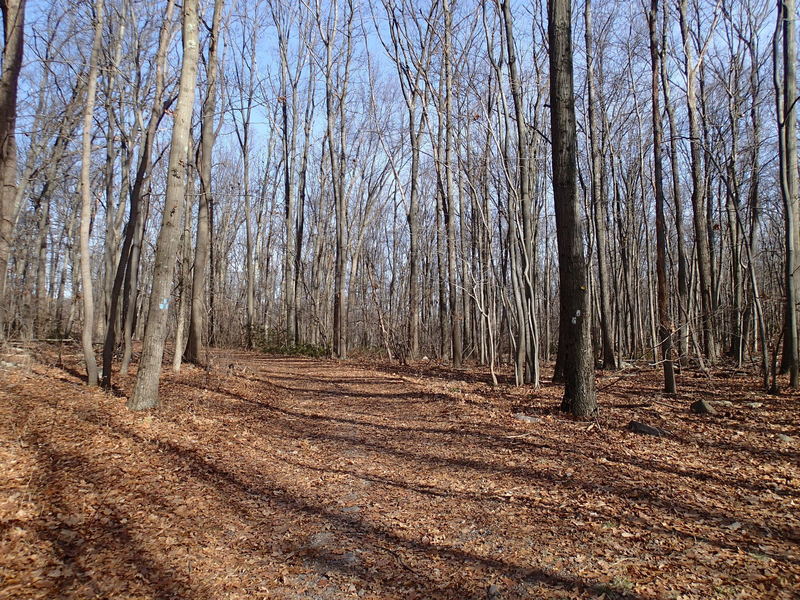 Connector trail to Hank's West Trail (blue blazes)