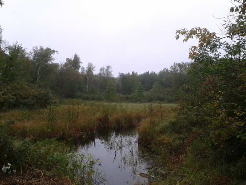 A beautiful wetland view