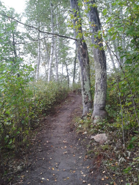 The oak forest - can you spot the sign of beavers?