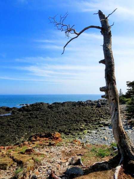 An alien like landscape in West Quoddy State Park, Lubec, Maine