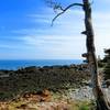 An alien like landscape in West Quoddy State Park, Lubec, Maine