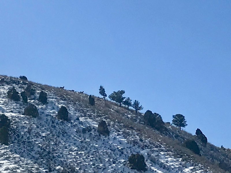 Sheep atop the hill