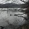 Riverside view of the Monongahela River off Granville Island Trail