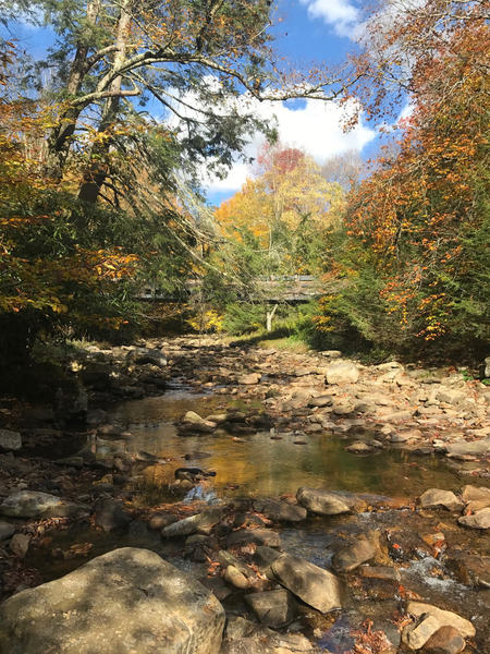 Cranberry River confluence with North Fork tributary